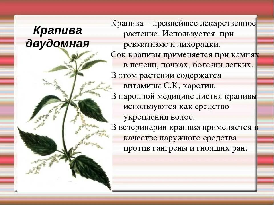 Крапива в научном стиле. Крапива лекарственное растение. Крапива описание растения. Крапива лекарственное растение для детей. Крапива лекарственное растение описание.