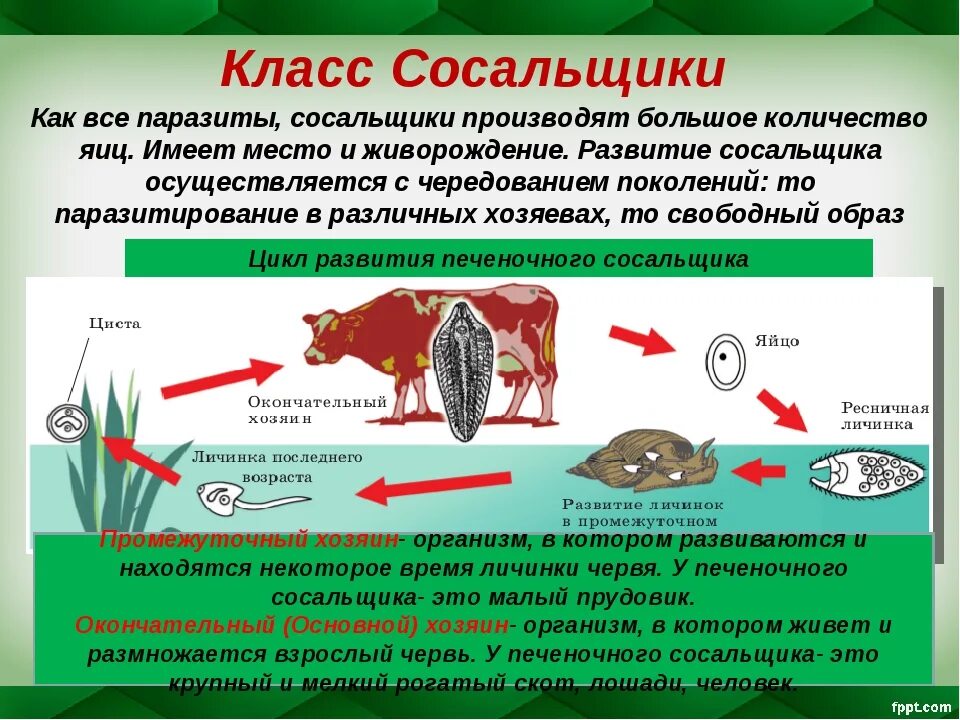 Основным хозяином печеночного сосальщика является. Цикл развития печёночного сосальщика окончательный хозяин. плоские черви основной и промежуточный хозяин. цикл развития плоских червей 7 класс биология. тип плоских червей 7 класс биология.