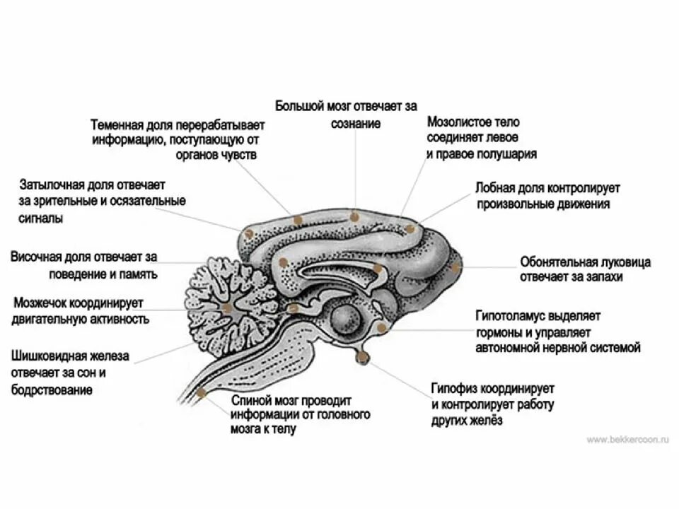 Мозг кошки. Головной мозг собаки строение функции. Строение головного мозга собаки анатомия. Функции отделов головного мозга собаки. Отделы головного мозга млекопитающих схема.