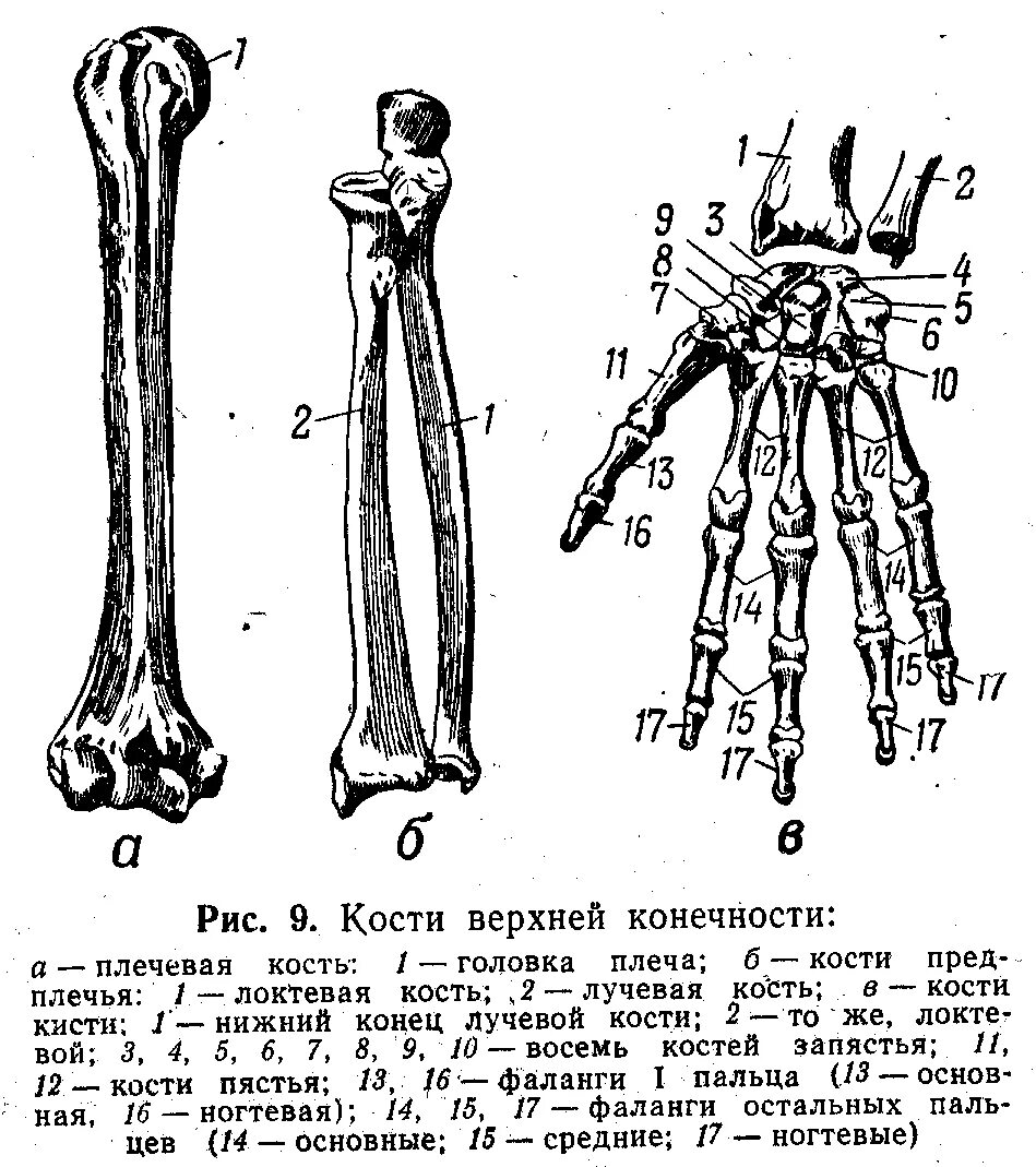 Кости предплечья локтевая кость кость анатомия. Кости верхней конечности плечевая локтевая лучевая кость. Рука анатомия кости плечевая кость. Кости предплечья лучевая кость. Кости предплечья соединение