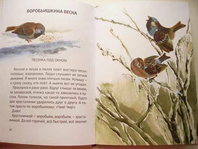 Птицы весну принесли сладков. Стих про грача. Сладков птицы весну принесли читать. Интересные факты о скворцах. Скворец описание.