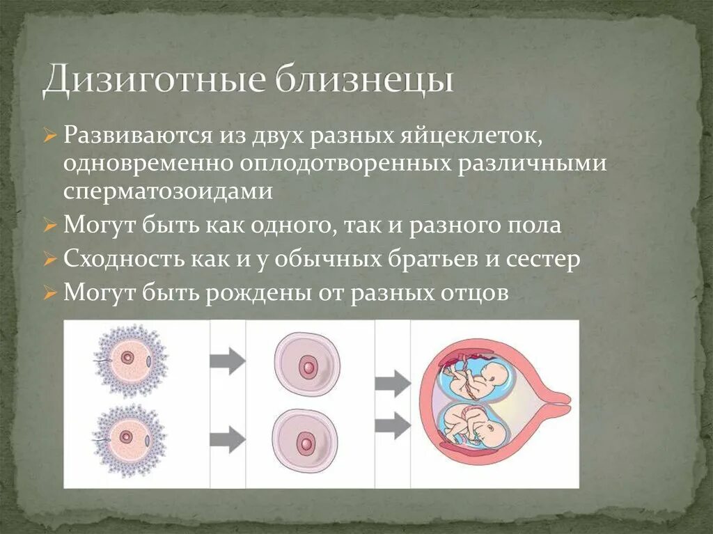 Однояйцевые близнецы пол. Двуяйцевые дизиготные Близнецы. Из 2 яйцеклеток оплодотворенных двумя сперматозоидами развиваются. Дизиготные Близнецы развиваются. Дизиготная двойня.