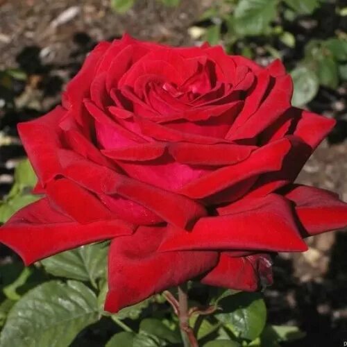 Роза бургунд 81 фото и описание Галерея Burgund 81 (KORgund, Loving Memory, Red Cedar, The Macarthur Rose) Э