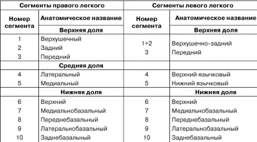 Размеры долей легкого. Сегменты легкого таблица. Сегментарное строение легких. Доли и сегменты левого легкого. Доли и сегменты легких таблица.