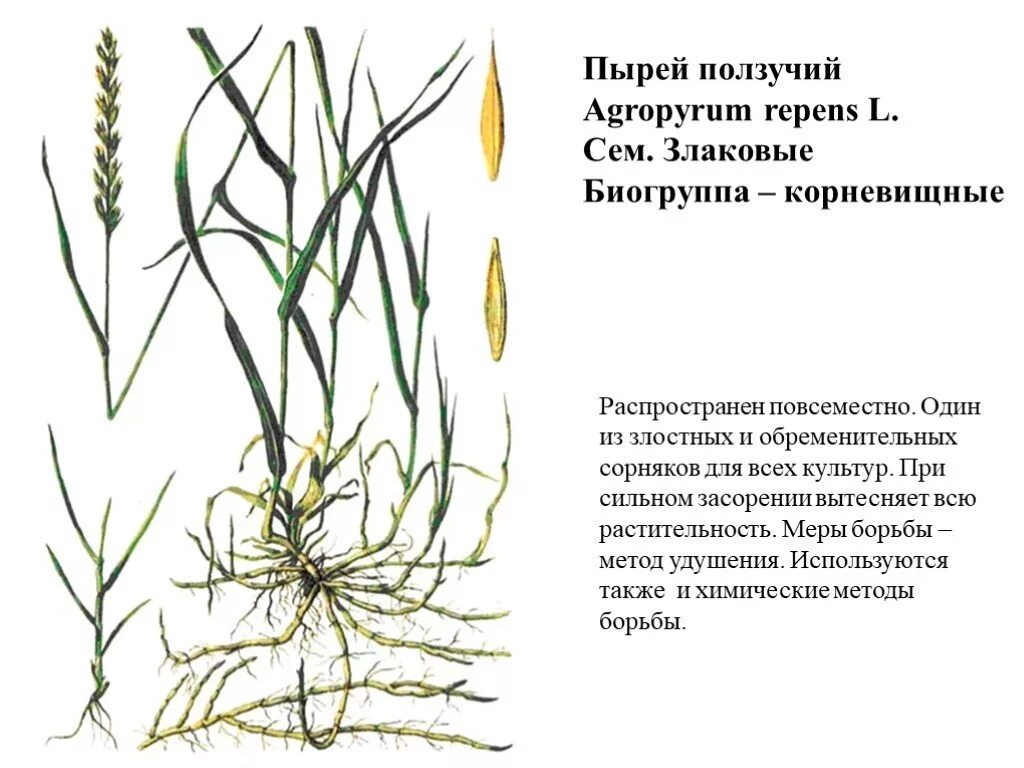 Пырей ползучий. Пырей ползучий (Elytrigia repens). Пырей злаковое растение. Пырей Азовский. Известно что пырей ползучий злаковое растение