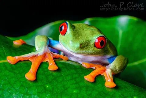 Tree frog