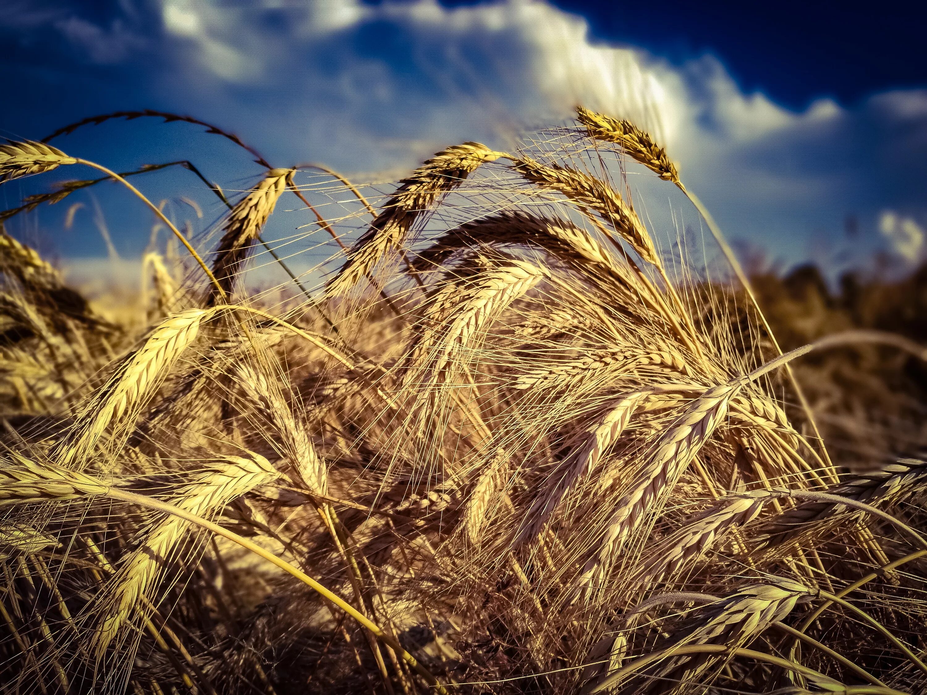 Поле рожь. Что такое жито в литературе. Triticum sinskajae. Пшеница рожь ячмень овес. Жито перевод.