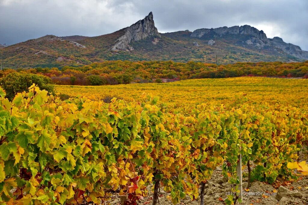 сорт коктебель. сорт коктебель. коктебель долина виноградников. винный завод коктебель виноградники. сорт коктебель.