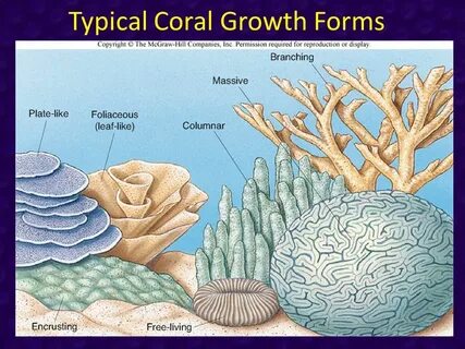Montagem coral перевод