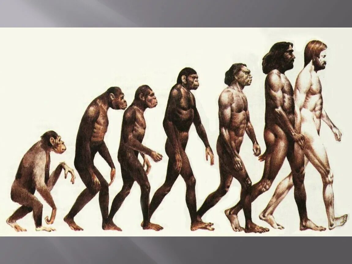 Культура эволюции человека