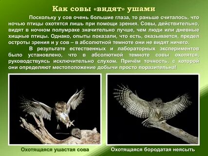 Птица ночью видит