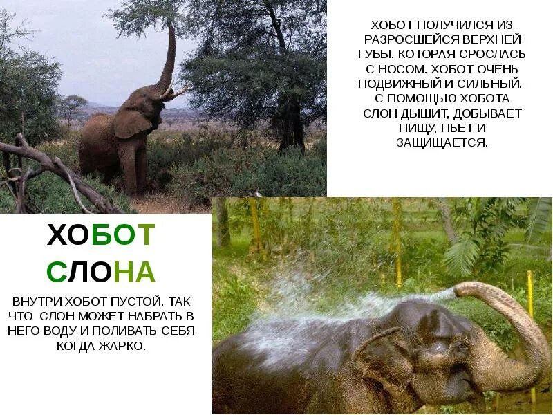 Хоботом как проверить о