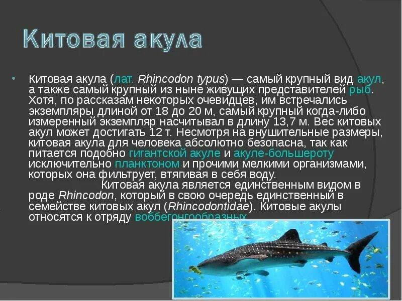 Обитателем какой среды является акула. Доклад о китовой акуле. сообщение про китовых акул. китовая акула информация. китовая акула доклад.