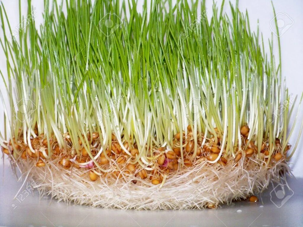 Как прорасти овес в домашних условиях. Микрозелень овес. Wheatgrass проращивание. Ростки пророщенной пшеницы. Проростки овса.