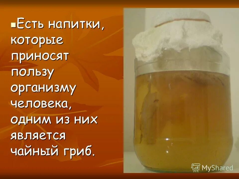 Чайный гриб сколько дней. Чайный гриб. Чайный гриб презентация. Чайный гриб польза. Что такое чайный гриб информация.