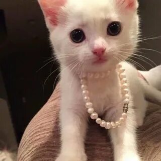 Pearl cat
