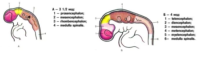 Головной мозг эмбриона на стадии 3 и 5 пузырей. Стадия трех мозговых пузырей. Стадии трех и пяти мозговых пузырей. Мозговые пузыри анатомия. Изгибы мозга