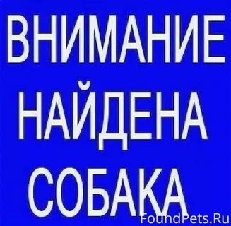 Внимание собаки на хозяина