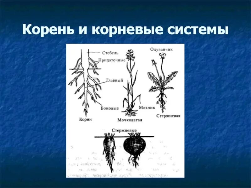 Корневая система цветковых растений. Тип корневой системы мятлика однолетнего. Мятлик корневая система. Какая корневая система у мятлика.