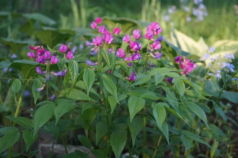 Покажи чина. Сочевичник весенний. Lathyrus gmelinii. Сочевичник весенний цветок. Lathyrus vernus цветок.