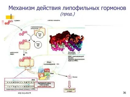 Комплекс гормонов