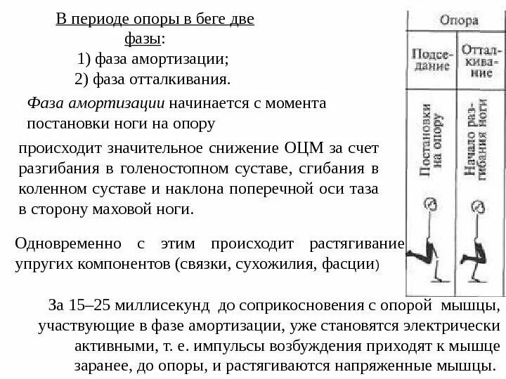 Фазы опоры. Фаза опоры в беге. фаза опоры. фаза амортизации это. фаза опоры на стопу длительность.