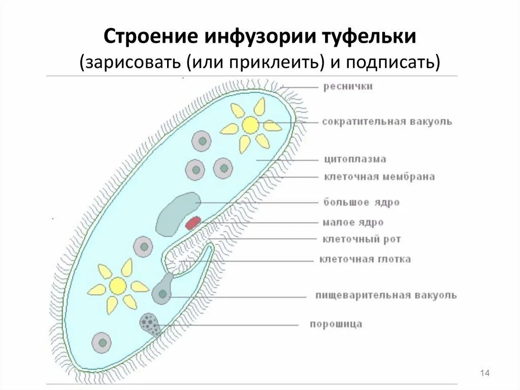 Как используются простейшие