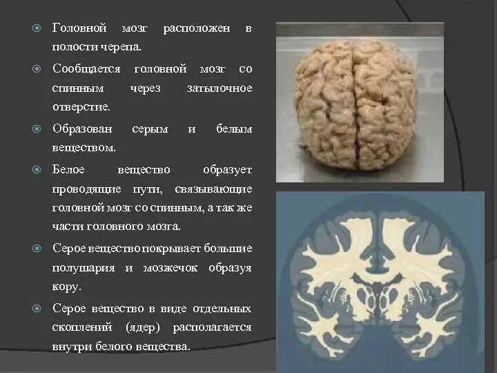 Головной мозг располагается в полости черепа. Расположение мозга в черепе. Спинной мозг сообщается с головным через 1.затылочное. Спинной мозг в полости черепа продолжается в. В полости черепа расположен