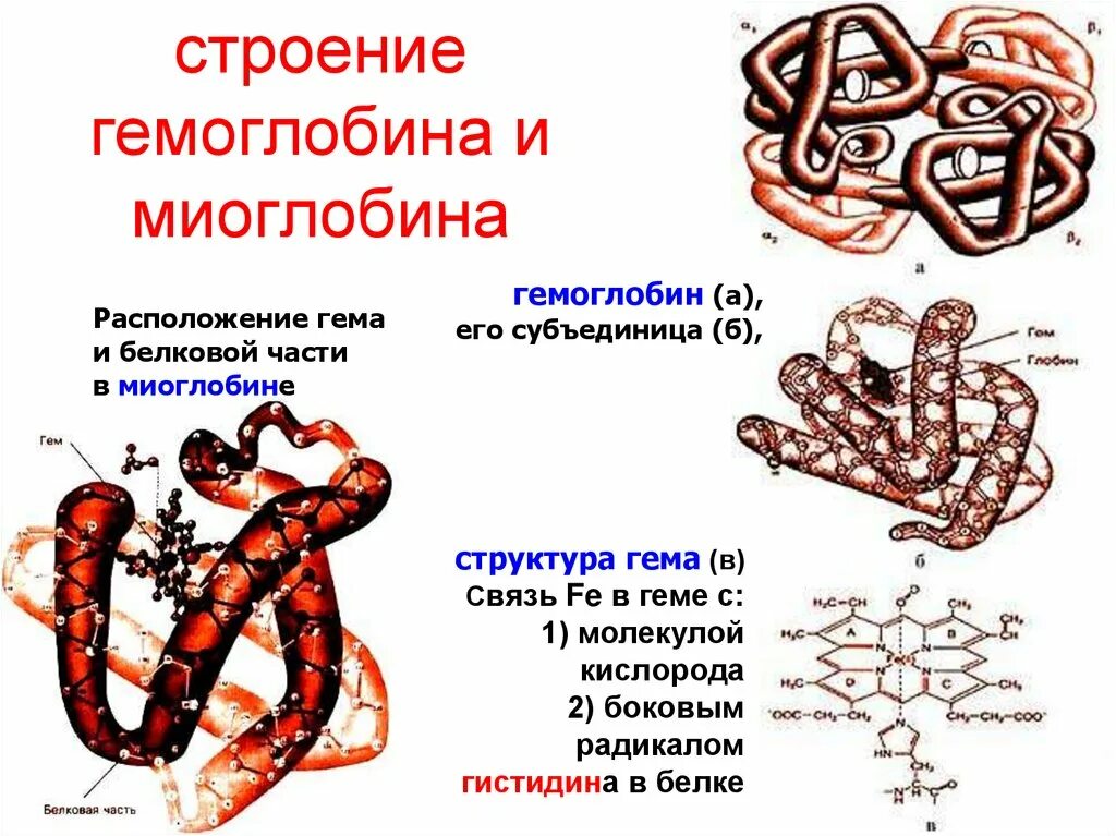 Какова функция миоглобина. Гемоглобин строение и структура гема. Строение гема молекулы гемоглобина. Структура миоглобина и гемоглобина биохимия. Строение гема миоглобина.