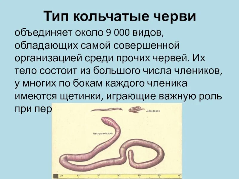 Текст кольчатые черви. Тип кольчатые черви Annelida. Тип кольчатые черви 7 класс биология. Кольчатые черви проект по биологии.