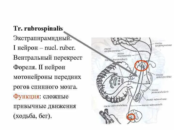 Вентральный перекрест фореля. Покрышечно спинномозговой путь. Вентральный перекрест покрышки. Схема внутреннего строения среднего мозга. Ретикуло спинномозговой путь схема.