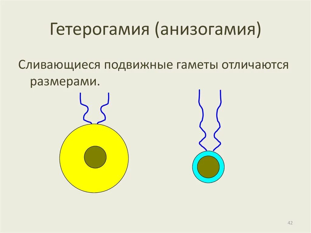 Подвижная мужская половая клетка. Изогамия гетерогамия оогамия. Размножение гетерогамия. Типы полового размножения изогамия. Анизогамия гамет характеризуется.