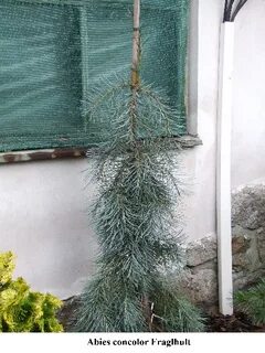 Abies concolor fagerhult