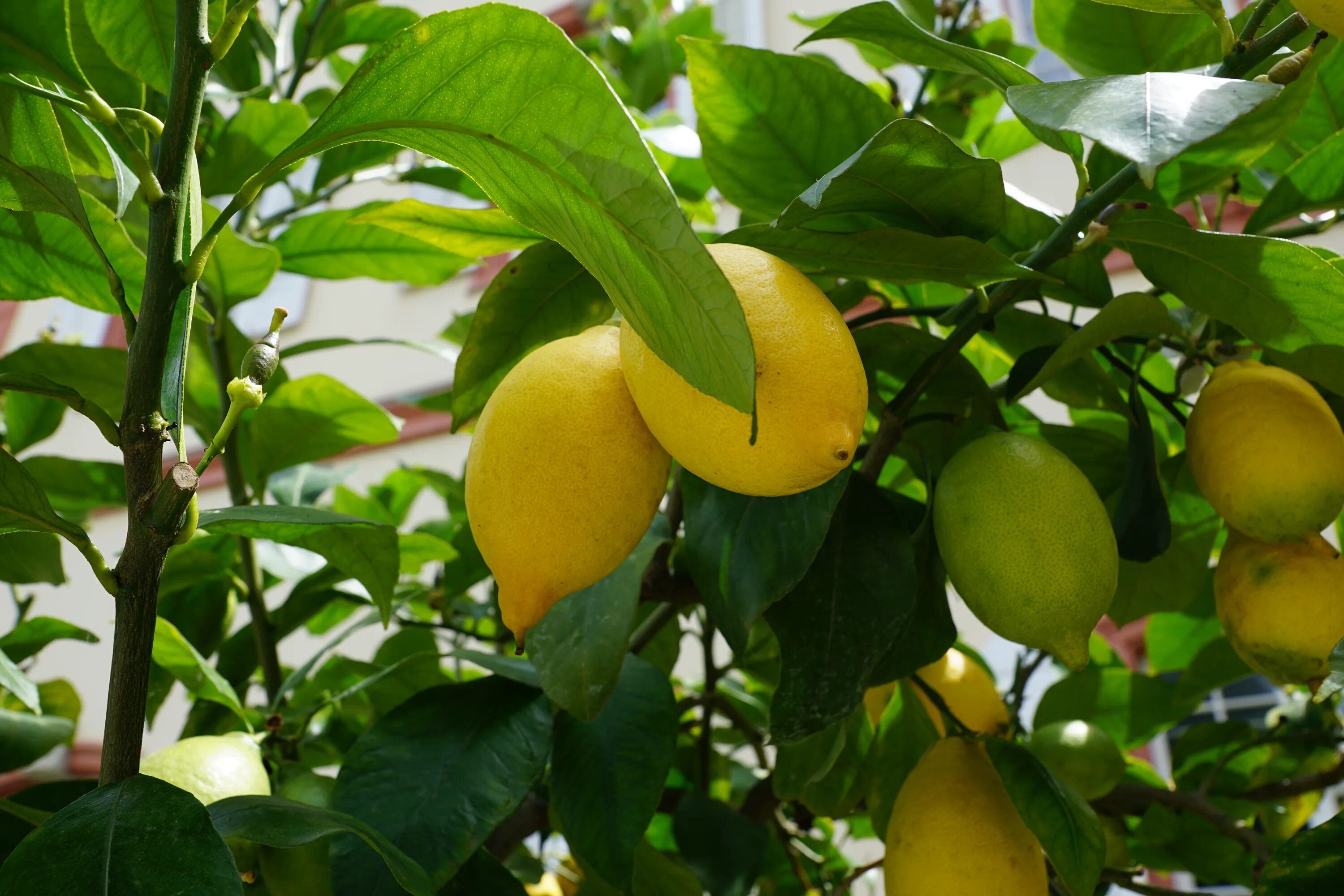 Лимон растет в россии. Lemon Tree (лимонное дерево). Лимон Citrus Limon дерево. Лимон Мейера куст. Цитрон Павловский.