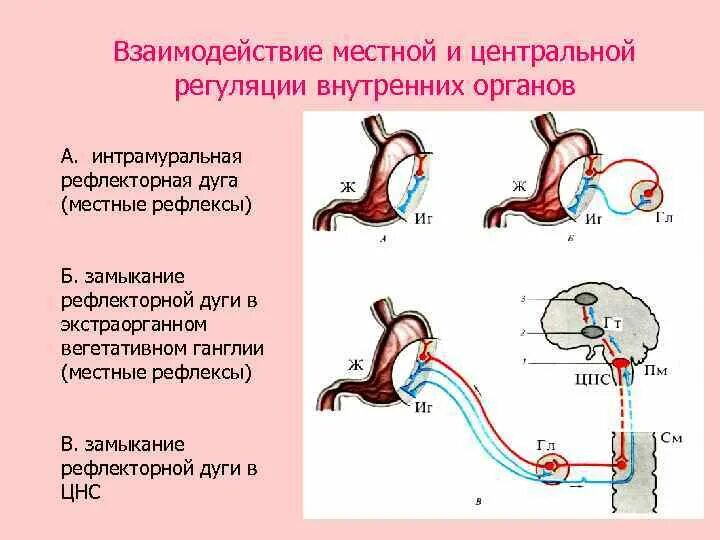 Рефлекторная дуга моторики желудка. Нервная регуляция схема рефлекторной дуги. Схема рефлекторной дуги регуляции слюноотделения. Местные рефлексы рефлекторная дуга. Где центр безусловно рефлекторной регуляции кровяного