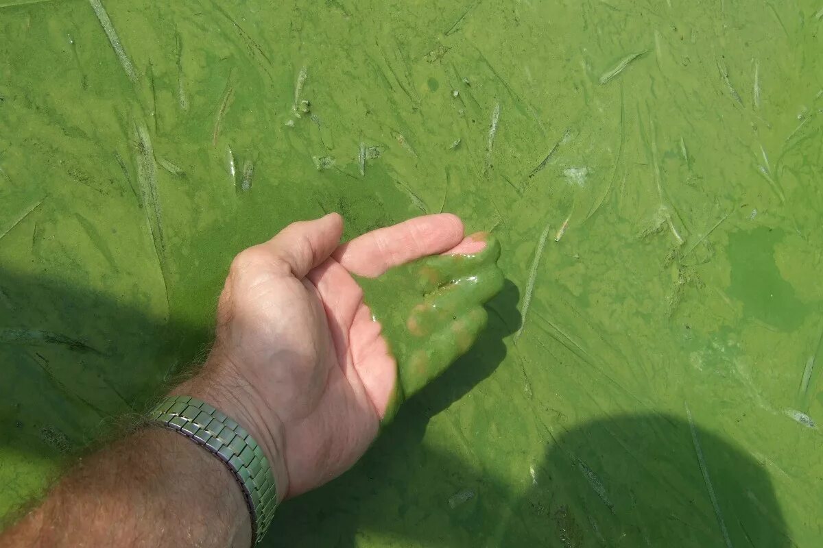 Цветение воды цианобактерии. Вода цветет. Цианобактерии в воде. Цветение воды в водоемах.