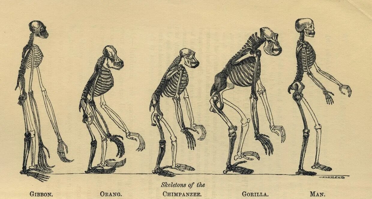 Теория Дарвина о эволюции человека. Теория антропогенеза Дарвина. Эволюция человекообразных обезьян. Как появились обезьяны