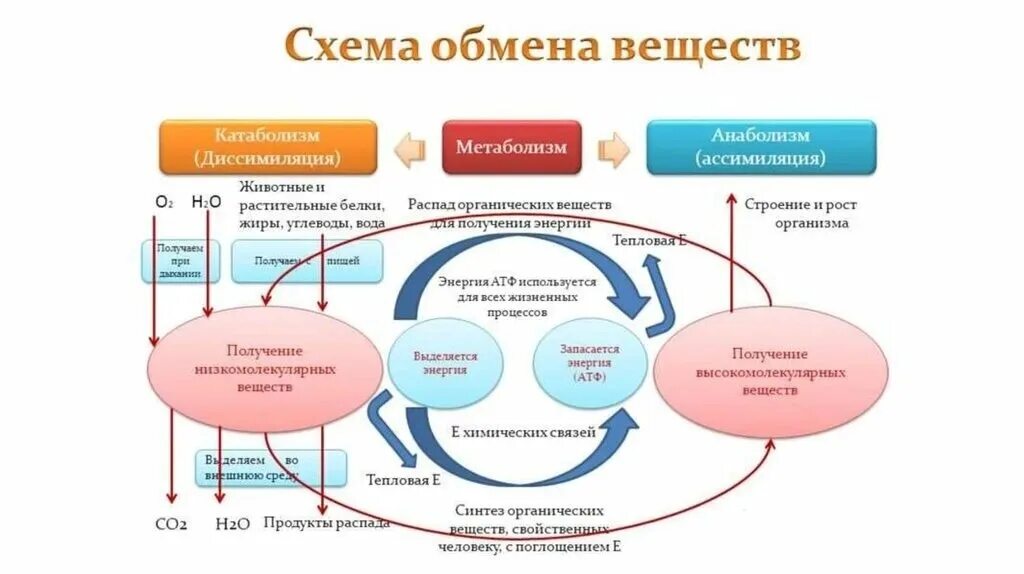 Обмен веществ не включает. Обмен веществ у животных. Обмен веществ. Общая характеристика обмена энергии. Метаболизм в организме человека схема.