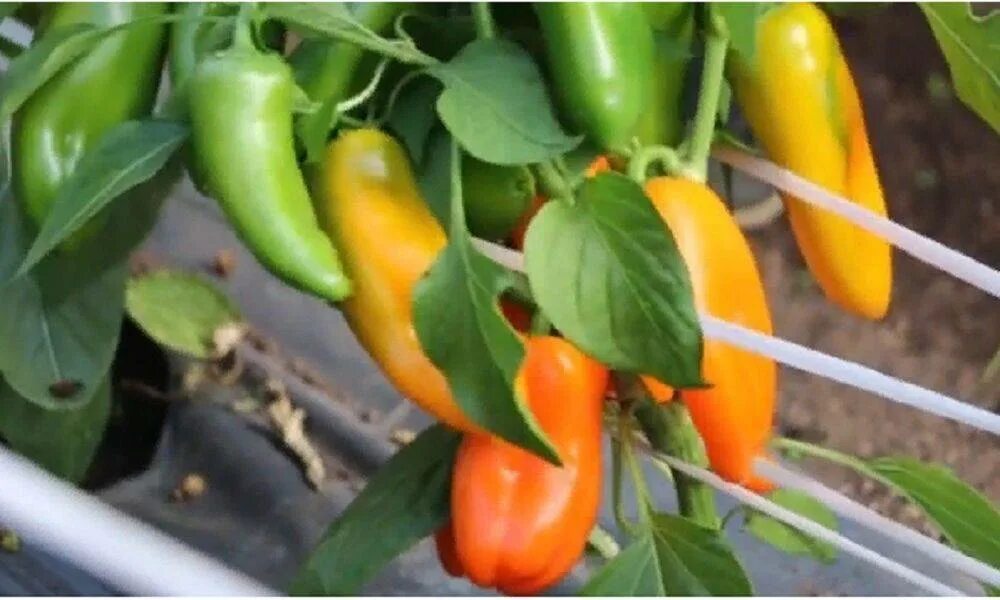 лисий хвост перец сладкий. перец сладкий рыжий кот f1.