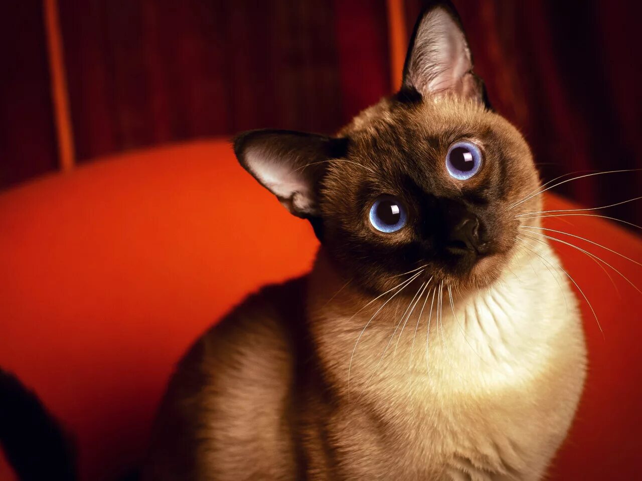 Про сиамских кошек. Сиамский кот. Сиамская порода кошек. Порода кошек красный Сиам. Сиамская кошка Сиамская.