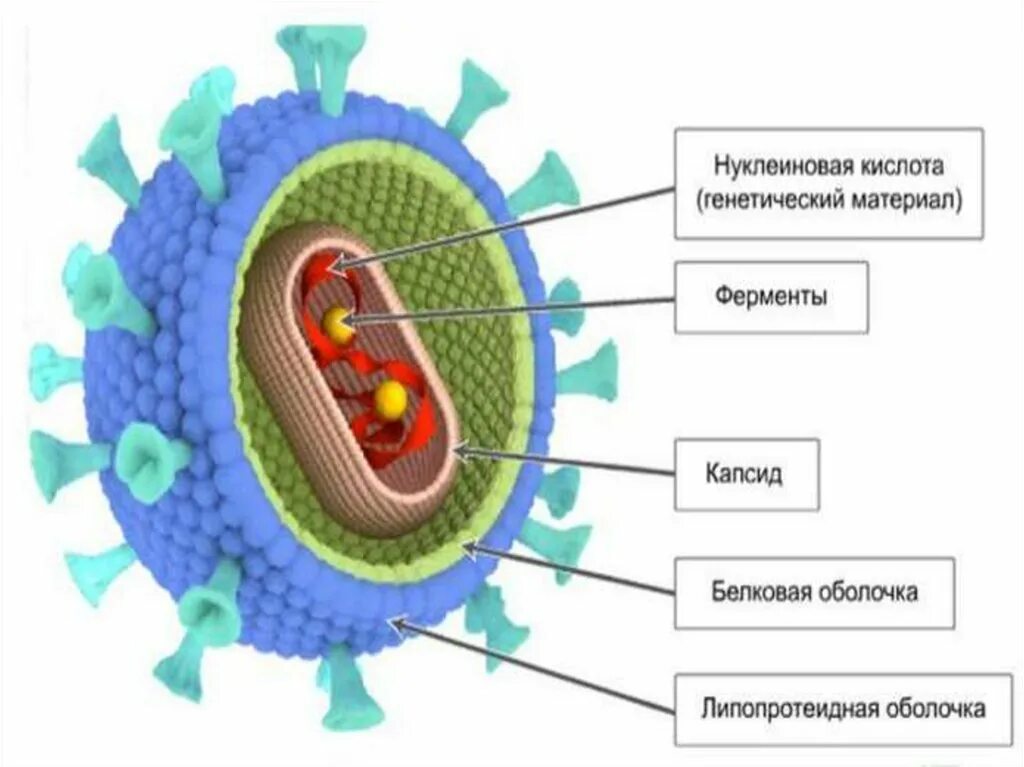 Схематическое строение вируса гриппа. Схематическая структура вируса гриппа. Вирус гриппа строение биология. Вирус гриппа строение биология 10 класс. Состав гриппа