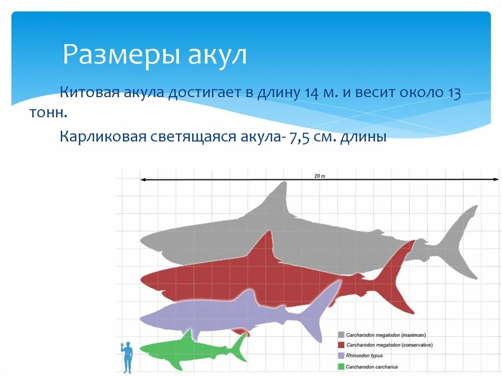 Какой длины акула. Средний размер акулы. Размеры акул. Акула среднего размера. Средние Размеры белой акулы.