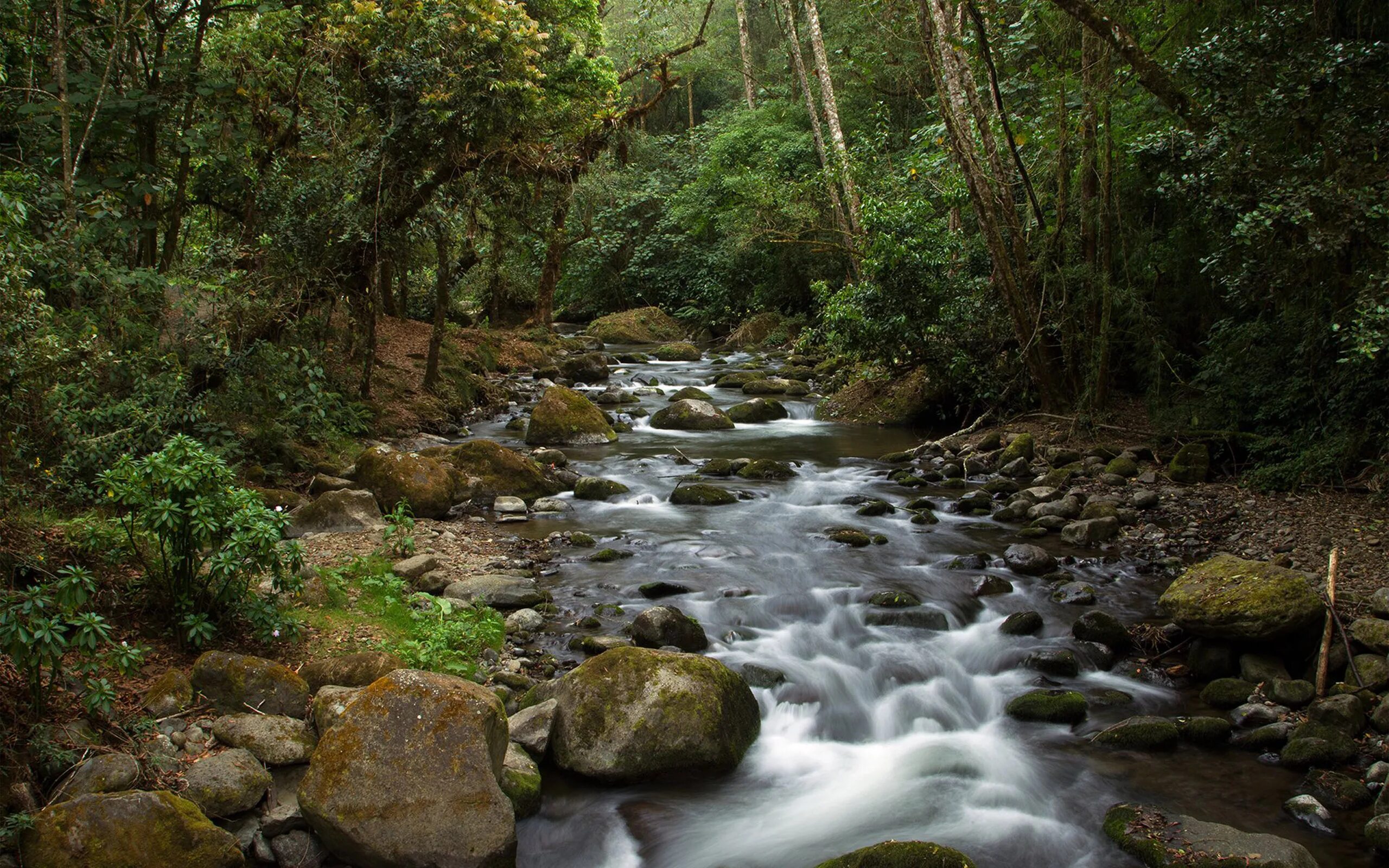 Jungle river