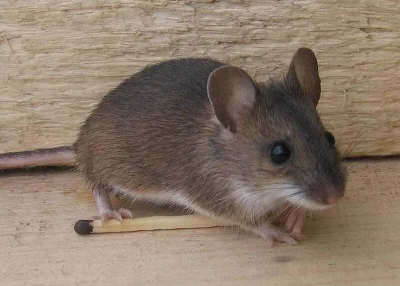 Серая мышь 14. Mus musculus домовая мышь. Мышь домовая (mus musculus l.. Мышь домовая серая. Серая домовая мышь домовая.