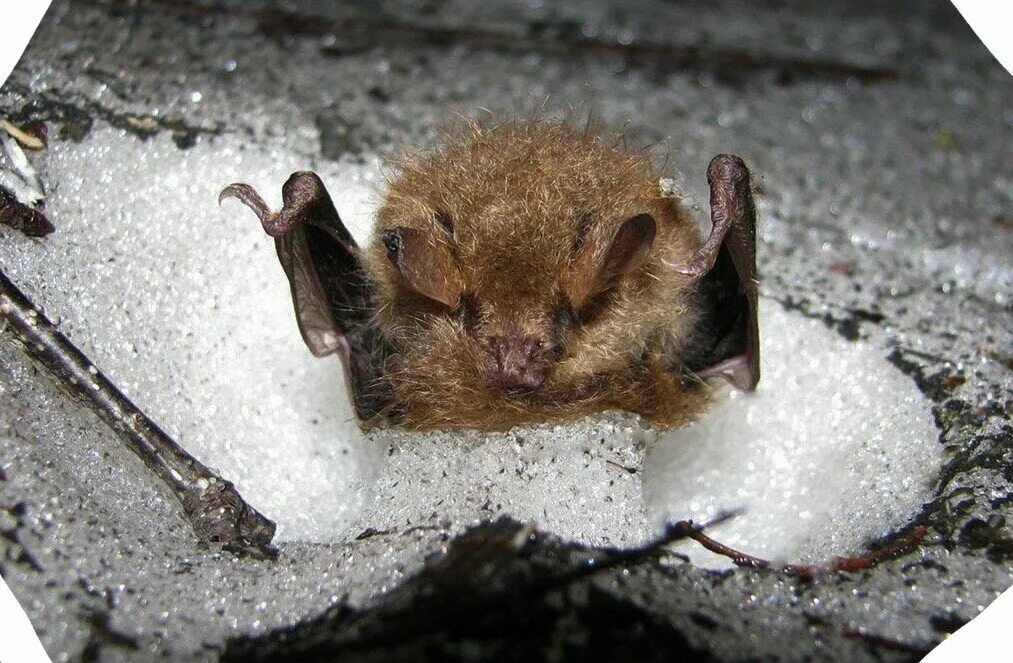 Летучая мышь в спячке. Зимняя спячка летучих мышей. Летучая мышь в спячке. Летучая мышь в спячке. Летучая мышь впадает в спячку зимой.