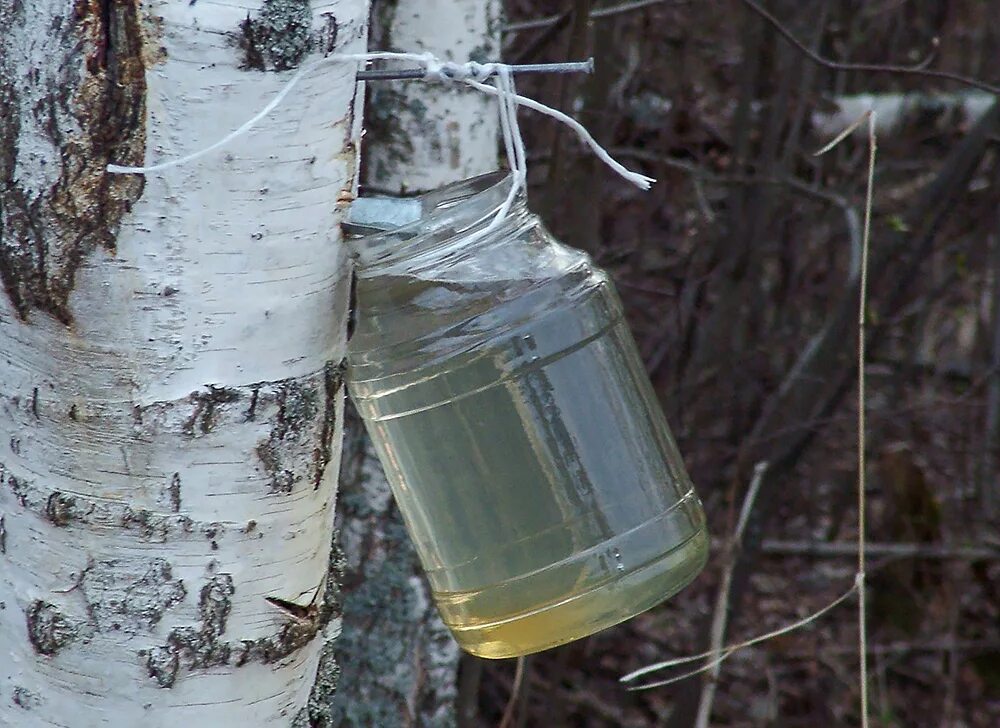 Почему березовый сок имеет сладковатый. Береза и березовый сок. Берёзовый сок. Сок березы. Сбор березового сока.