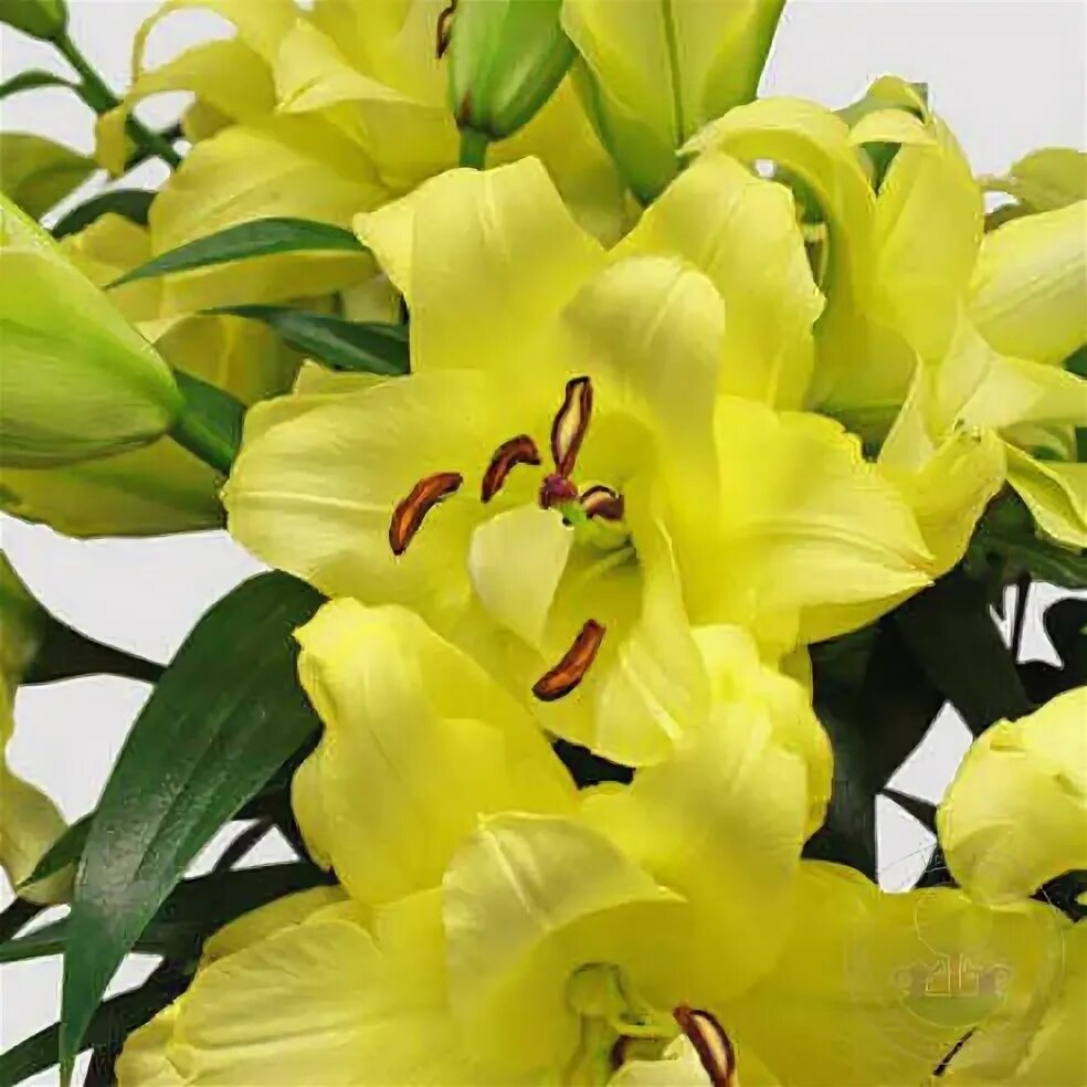 Exotic sun. Лилия exotic sun (экзотик сан). лилия восточная махровая экзотик сан. лилия lilium exotic sun. лилия азиатская экзотика сан.