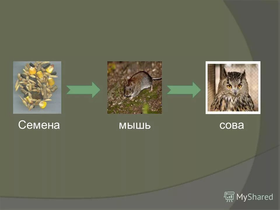 Пищевая цепочка мышь. Цепь питания филина. Пищевая цепочка которая начинается с растений. Цепь питания совы. Цепь питания мышь сова.