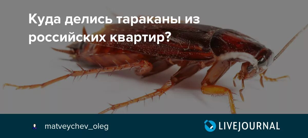 Тараканы в доме. Тараканы домашние. Маленькие черные тараканы. Насекомые в квартире. Тараканы сами ушли из квартиры.