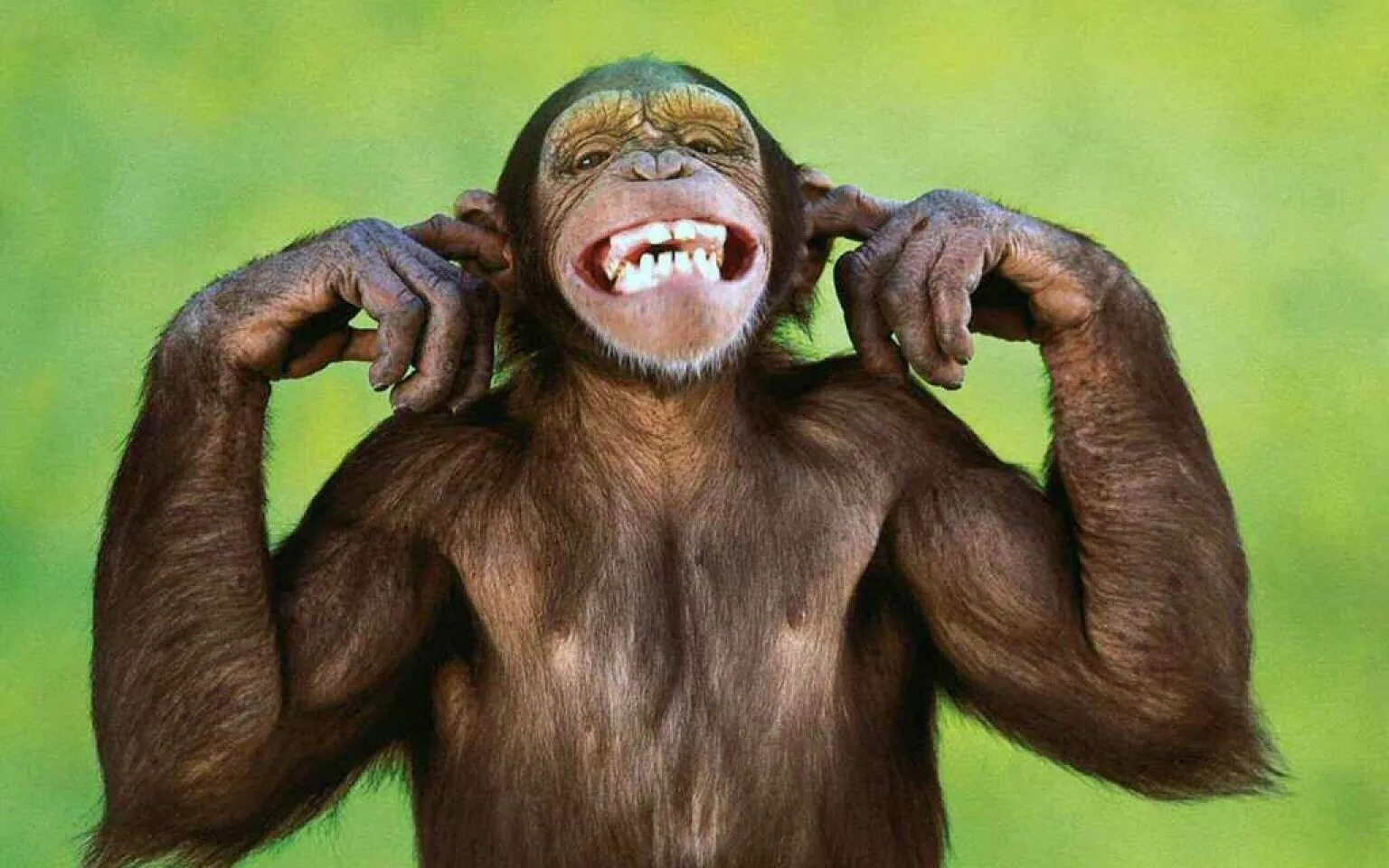 Обезьяна потом. Смешные обезьяны. Шимпанзе улыбается. Улыбка обезьяны.